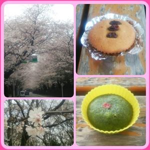 毎年お花見の時期になると、皆で出かけます