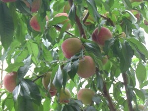 菜園付民家型生活リハビリ満笑庵